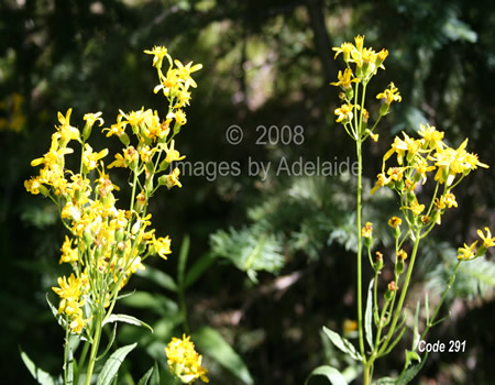 Arrowleaf Groundsel